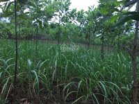 Bán đất thổ cư và vườn liền kề